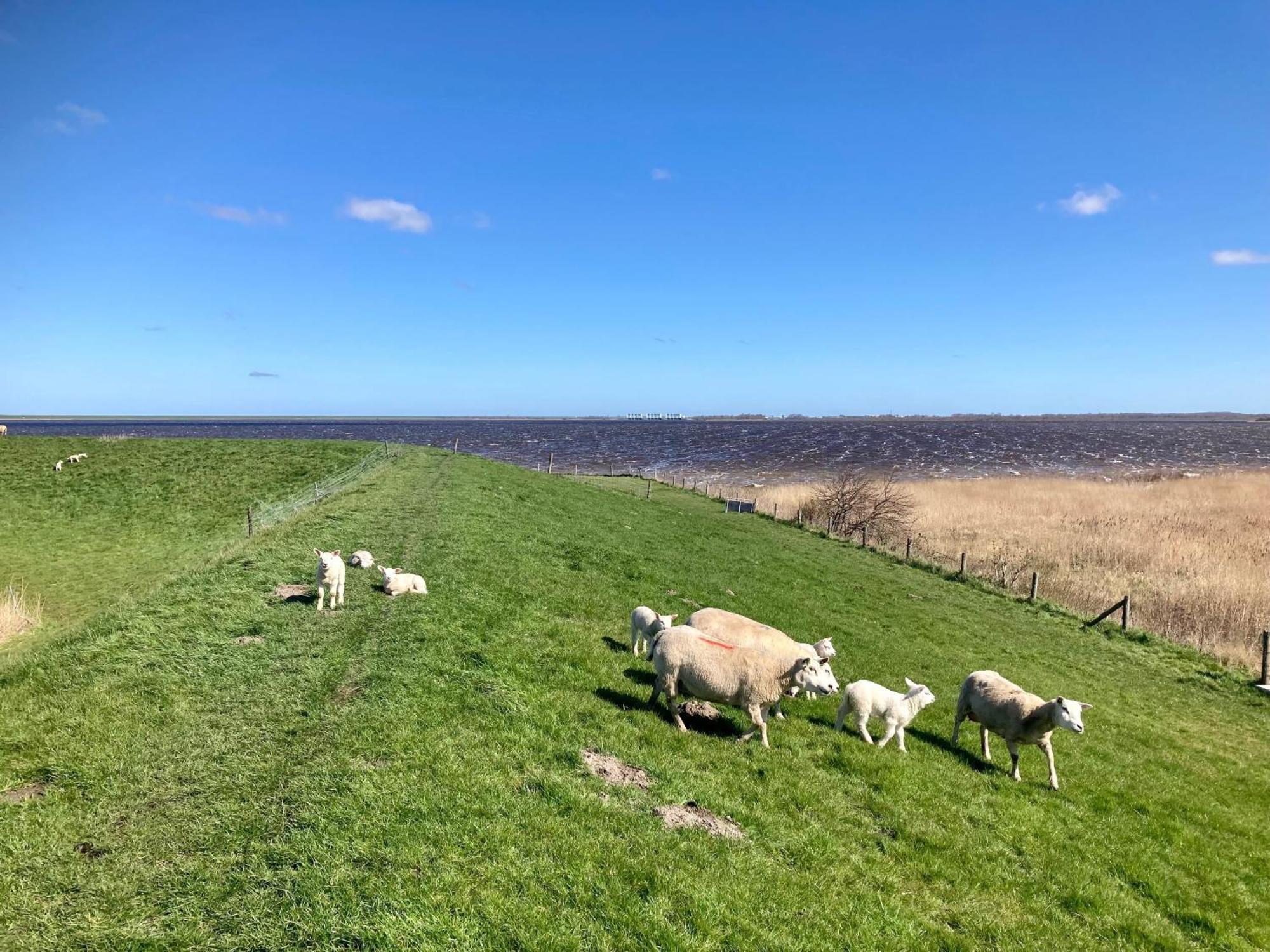Haus Gaby Direkt Am Lauwersmeer Anjum Dış mekan fotoğraf